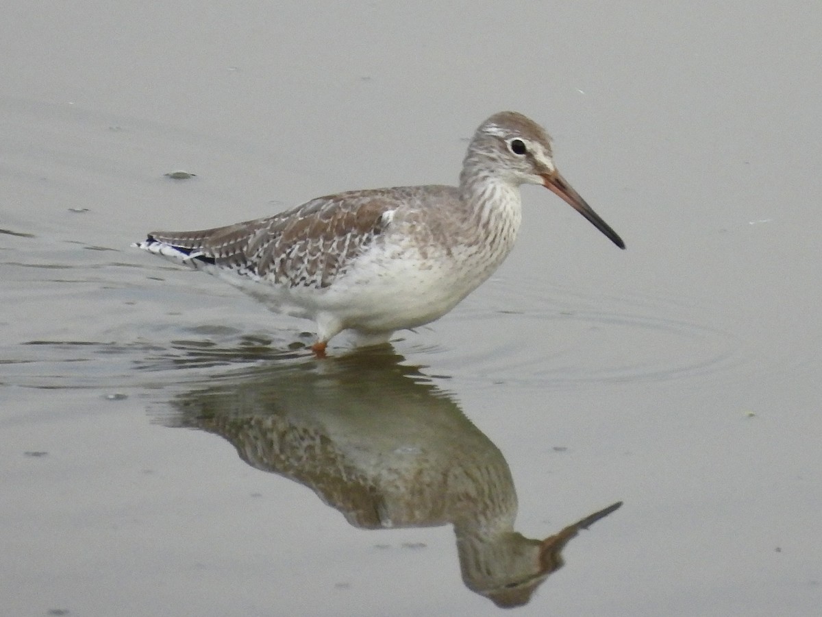 Common Redshank - ML642952331
