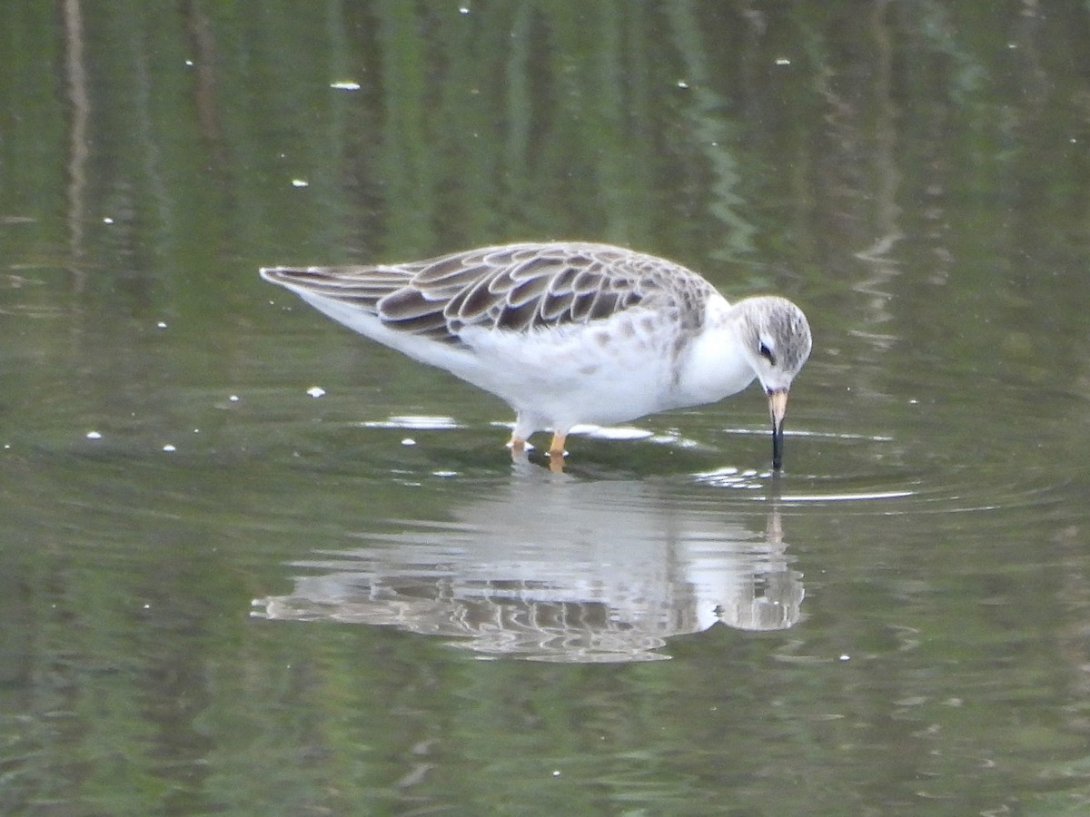 Ruff - ML642952334