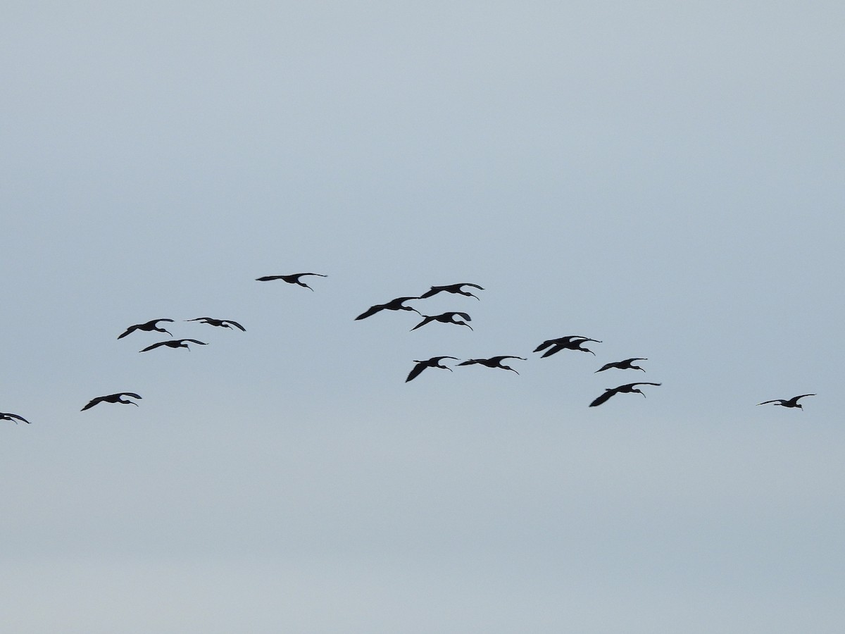Glossy Ibis - ML642952336