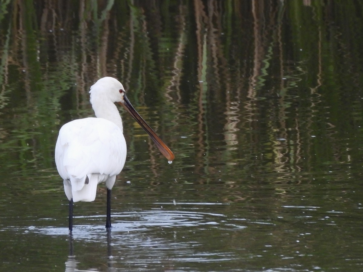 Eurasian Spoonbill - ML642952337