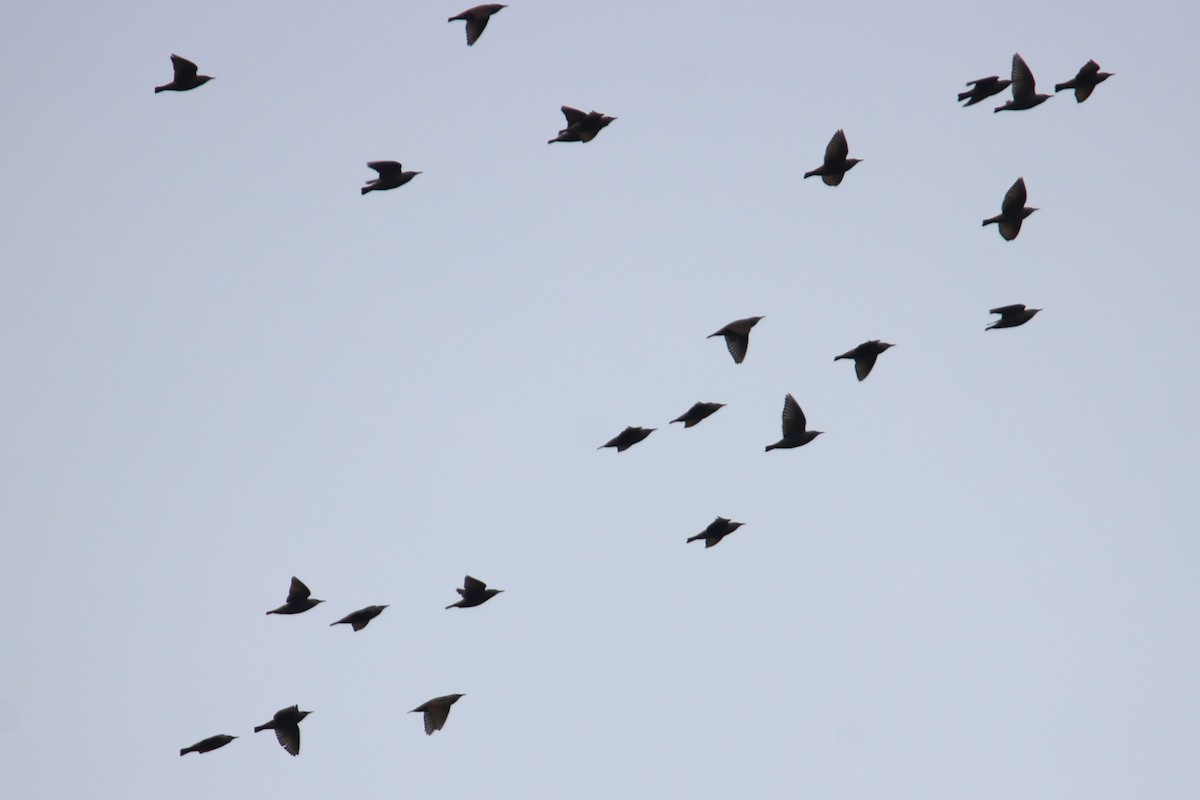 European Starling - ML642952339