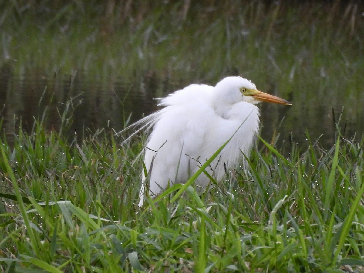 Great Egret - ML642952340