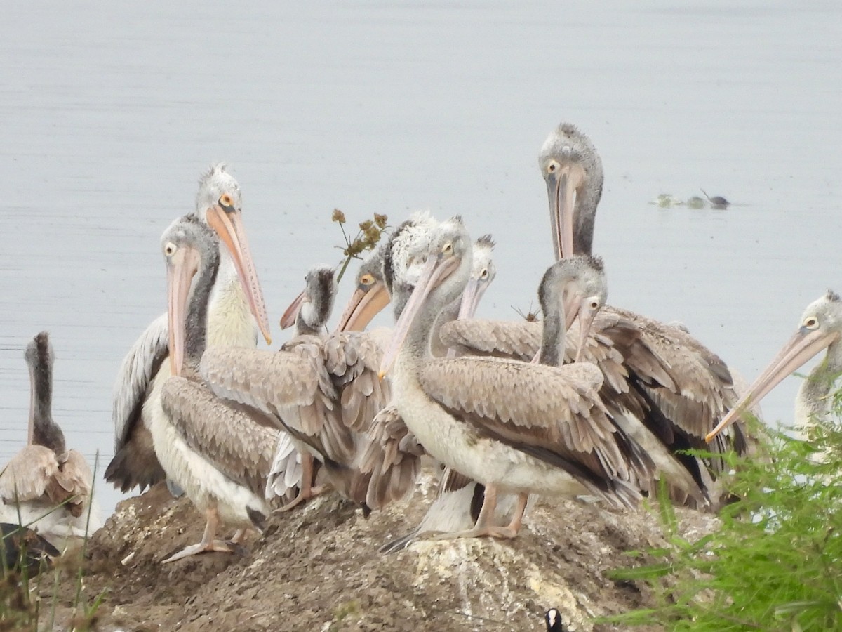 Spot-billed Pelican - ML642952341