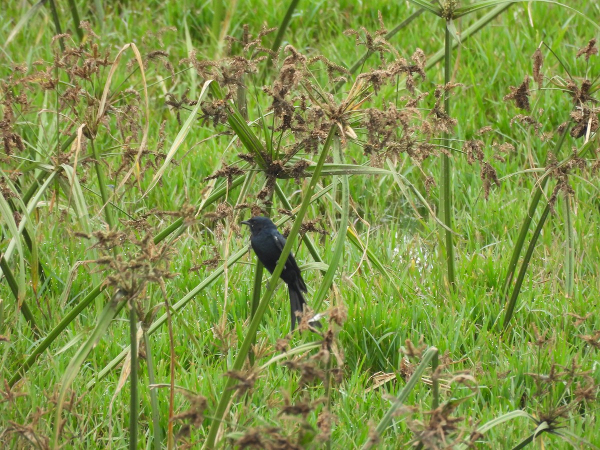 Black Drongo - ML642952342