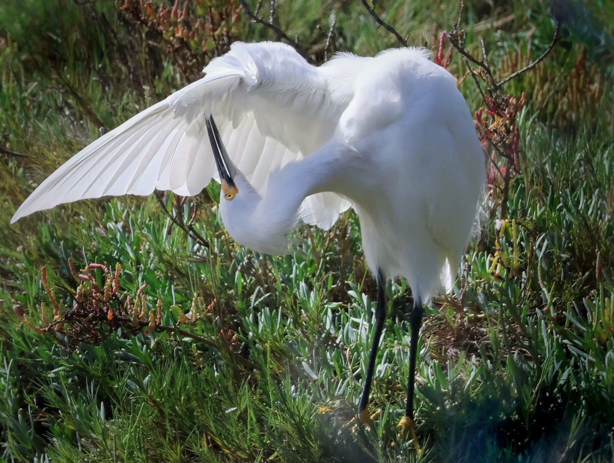 Snowy Egret - ML642952343