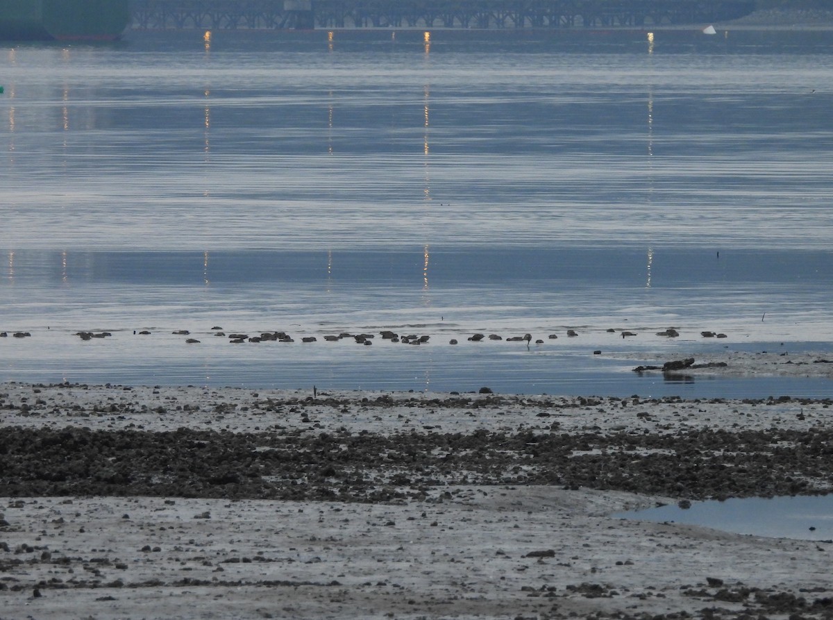 Green-winged Teal - ML642952344