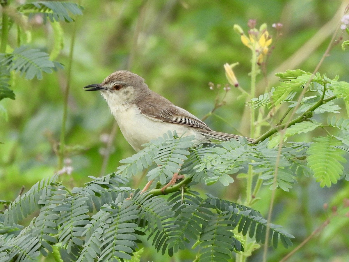 Plain Prinia - ML642952345