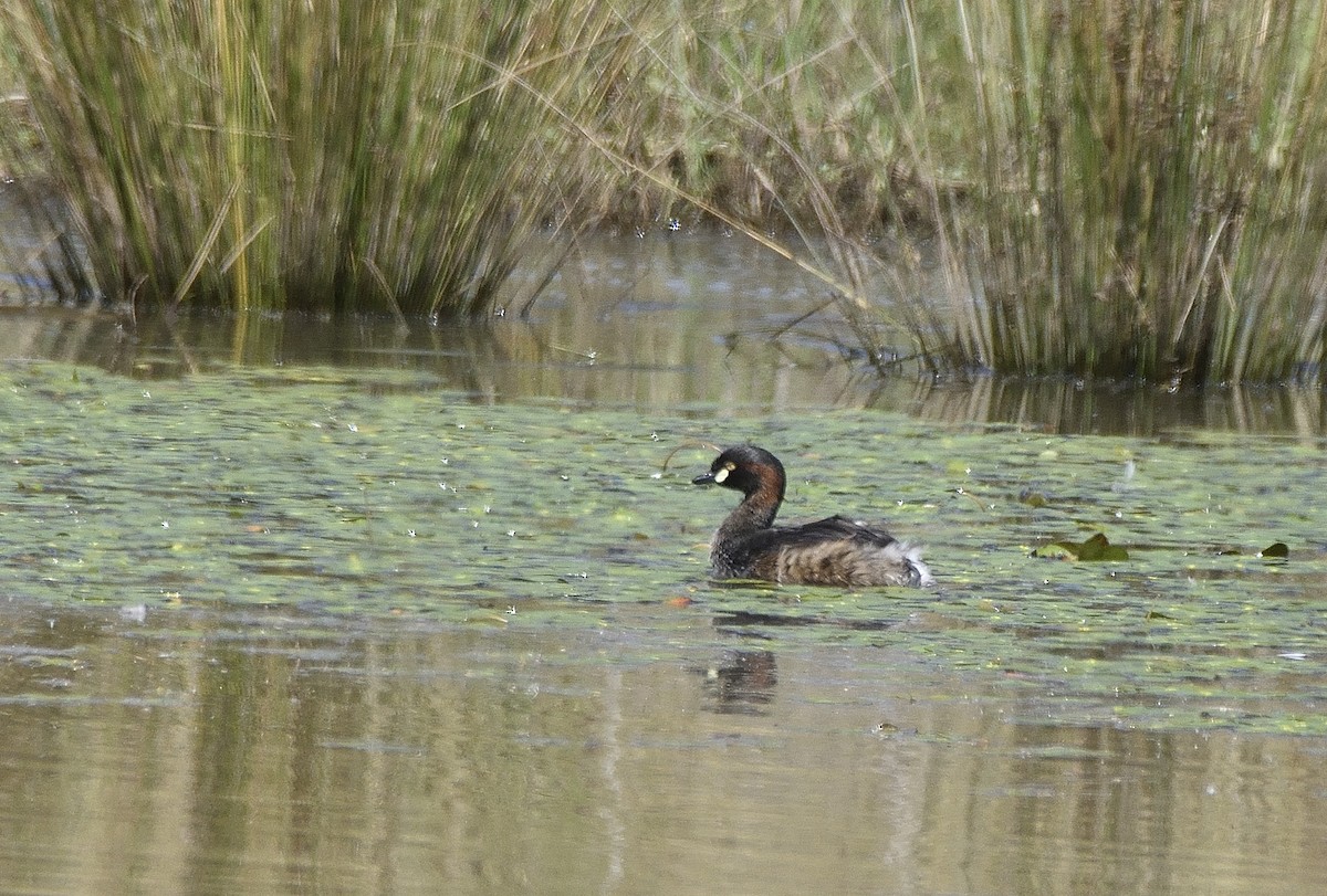 Australasian Grebe - ML642952348