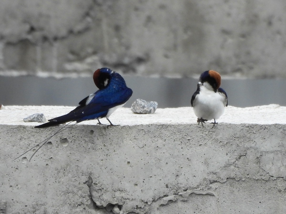 Wire-tailed Swallow - ML642952349
