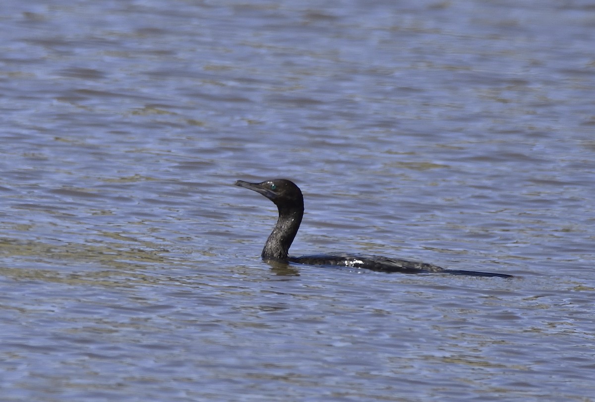 Little Black Cormorant - ML642952350