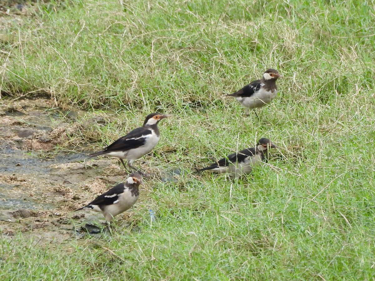 Indian Pied Starling - ML642952351