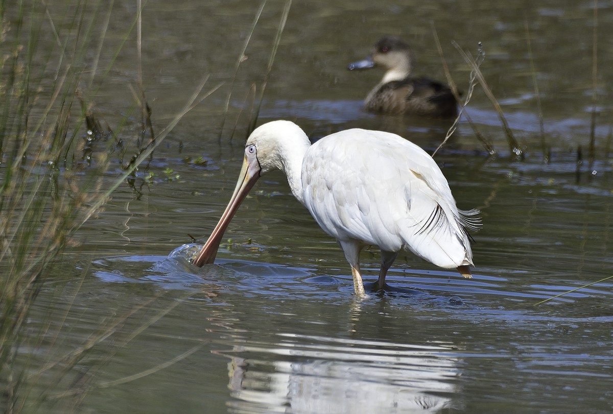 Yellow-billed Spoonbill - ML642952352