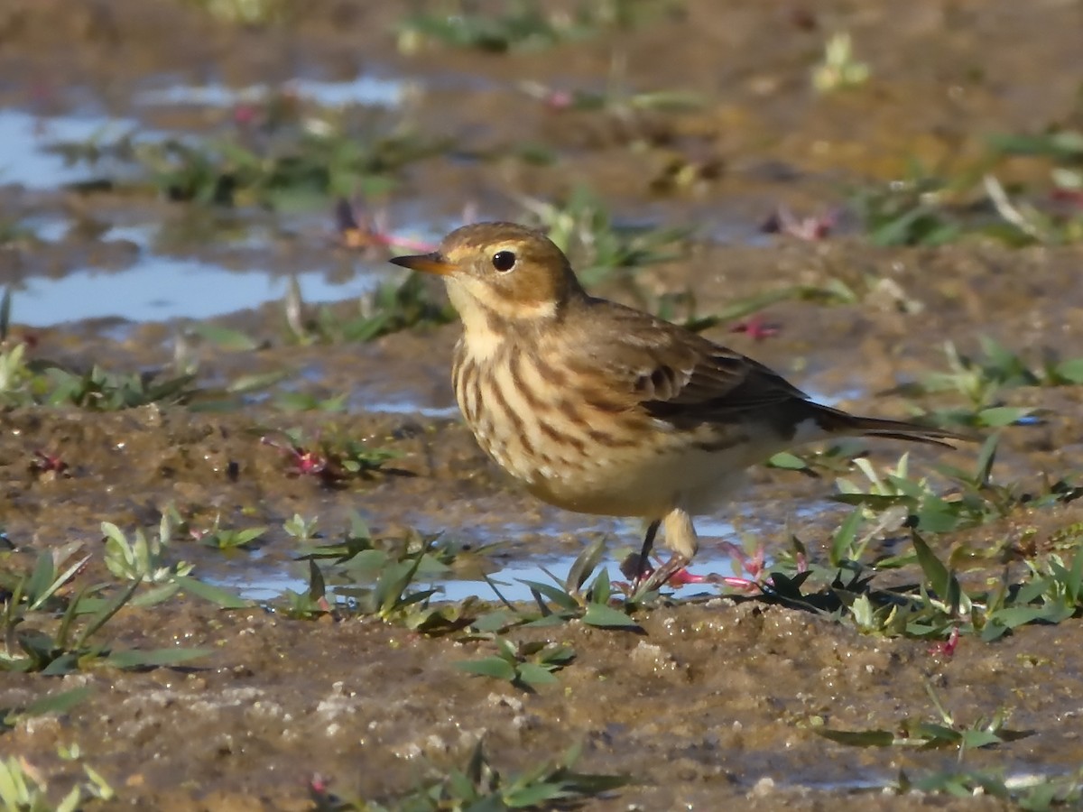 American Pipit - ML642952353
