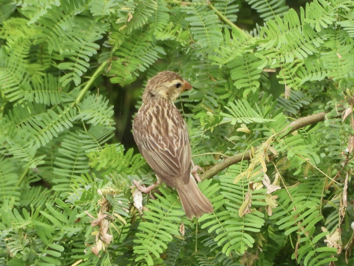 Baya Weaver - ML642952357