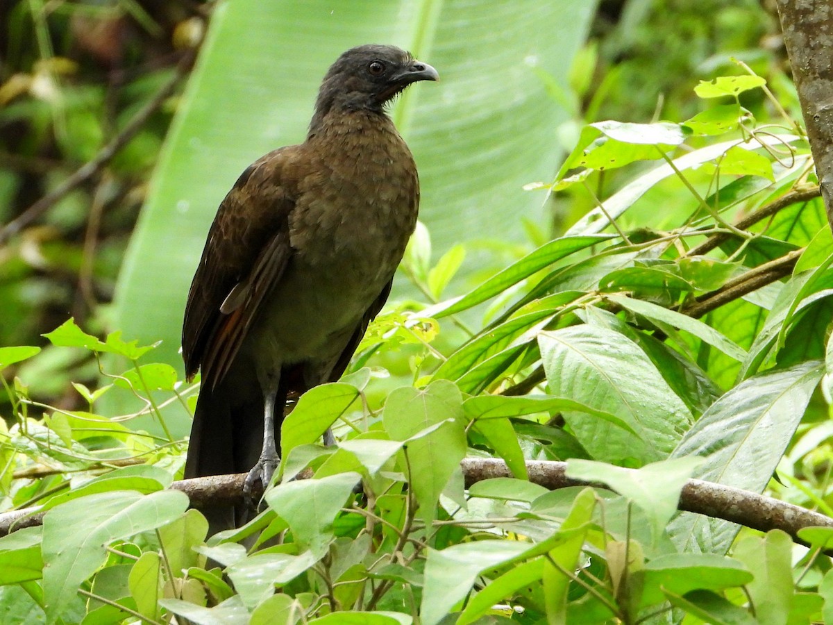 Gray-headed Chachalaca - ML642952359