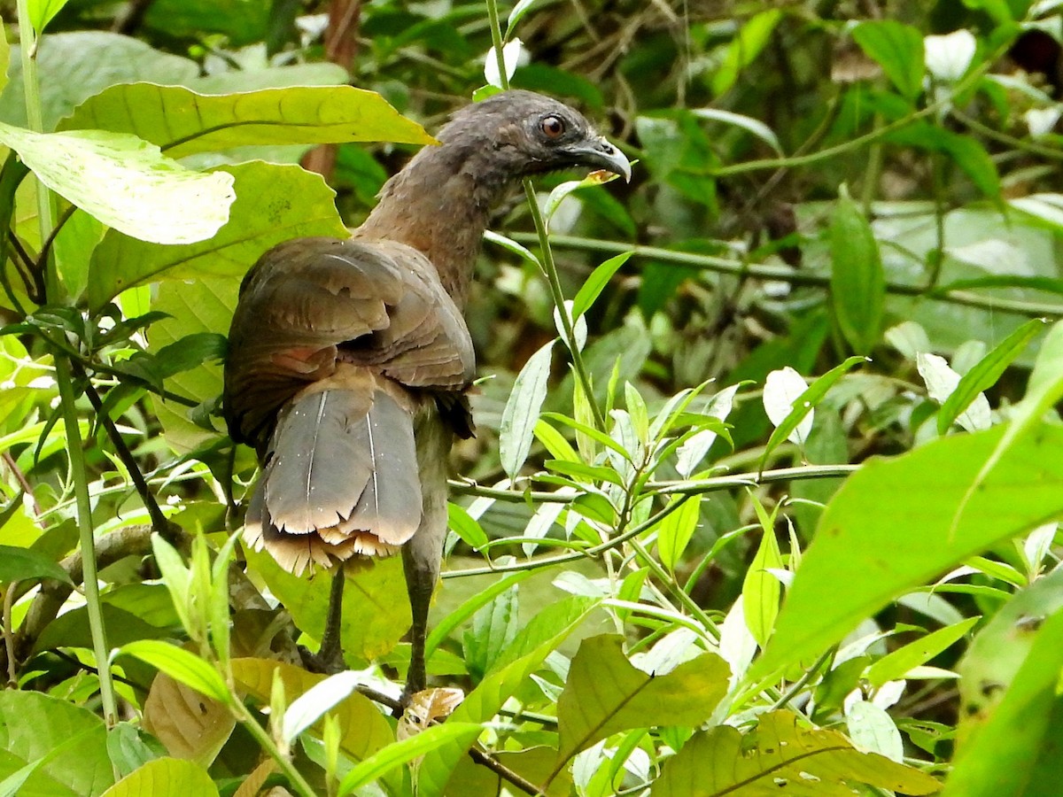 Gray-headed Chachalaca - ML642952360