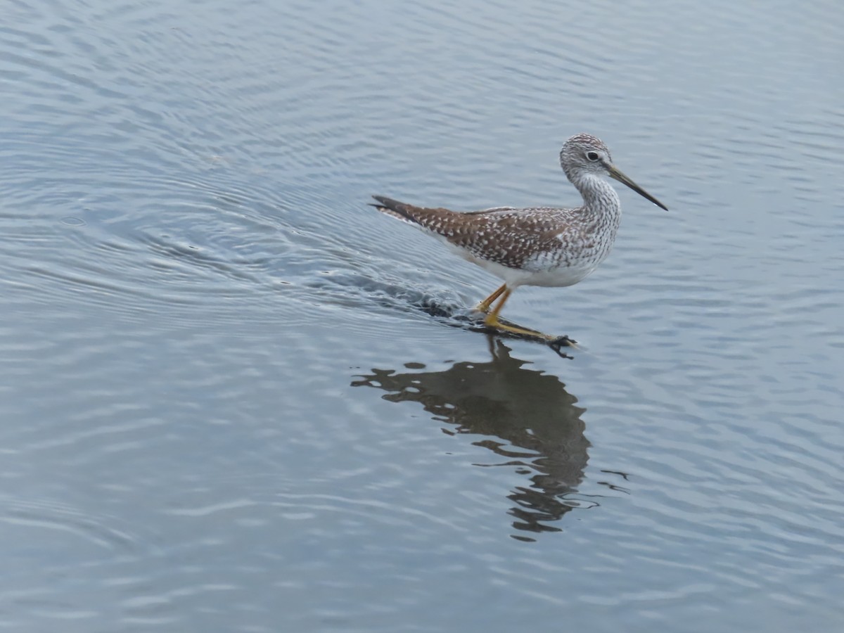 Greater Yellowlegs - ML642952369