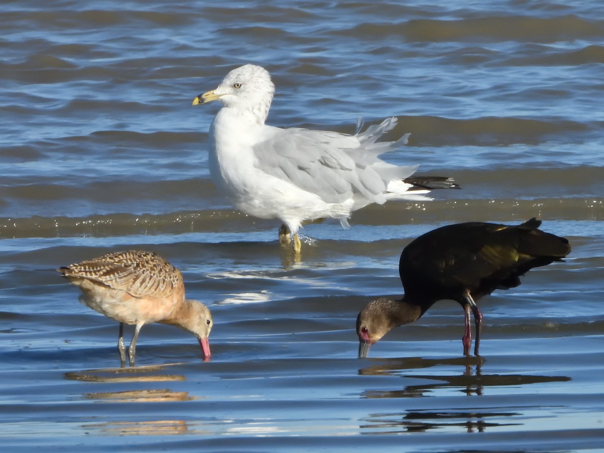 Ring-billed Gull - ML642952400