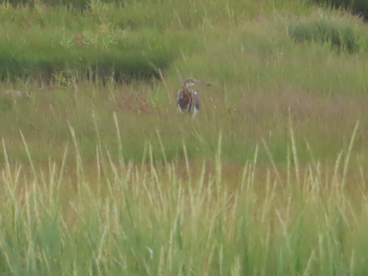 Tricolored Heron - ML642952406