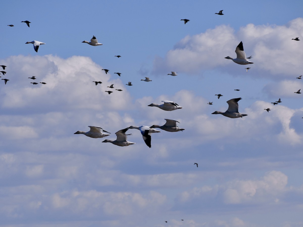 Snow Goose - ML642952412