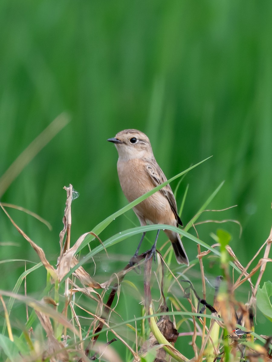 Сибирийн шулганаа - ML642952419