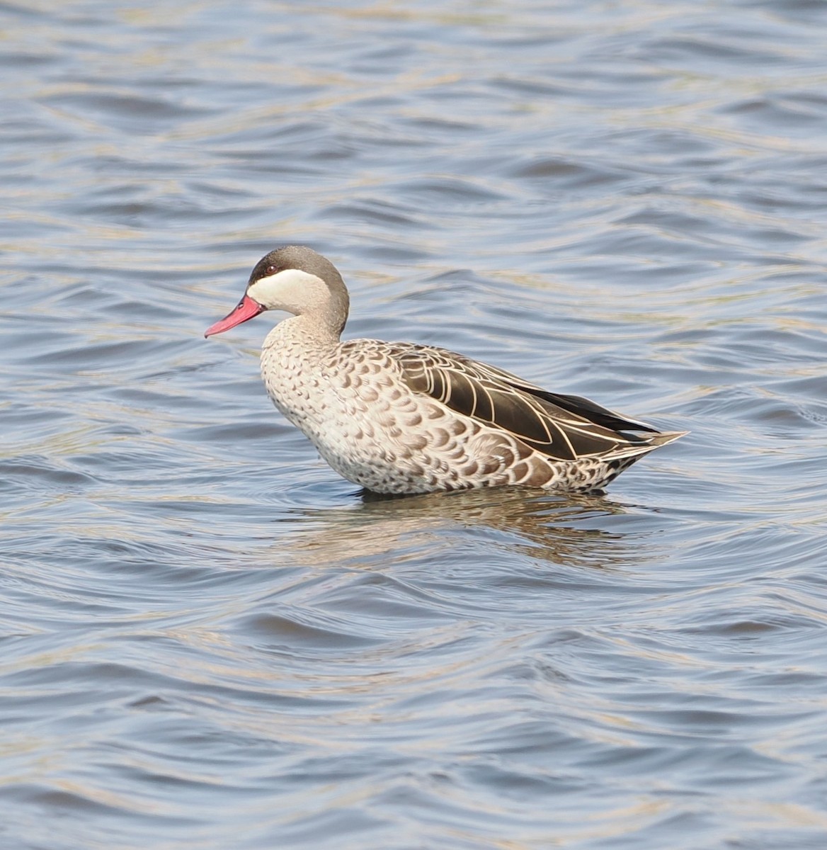 Red-billed Duck - ML642952427