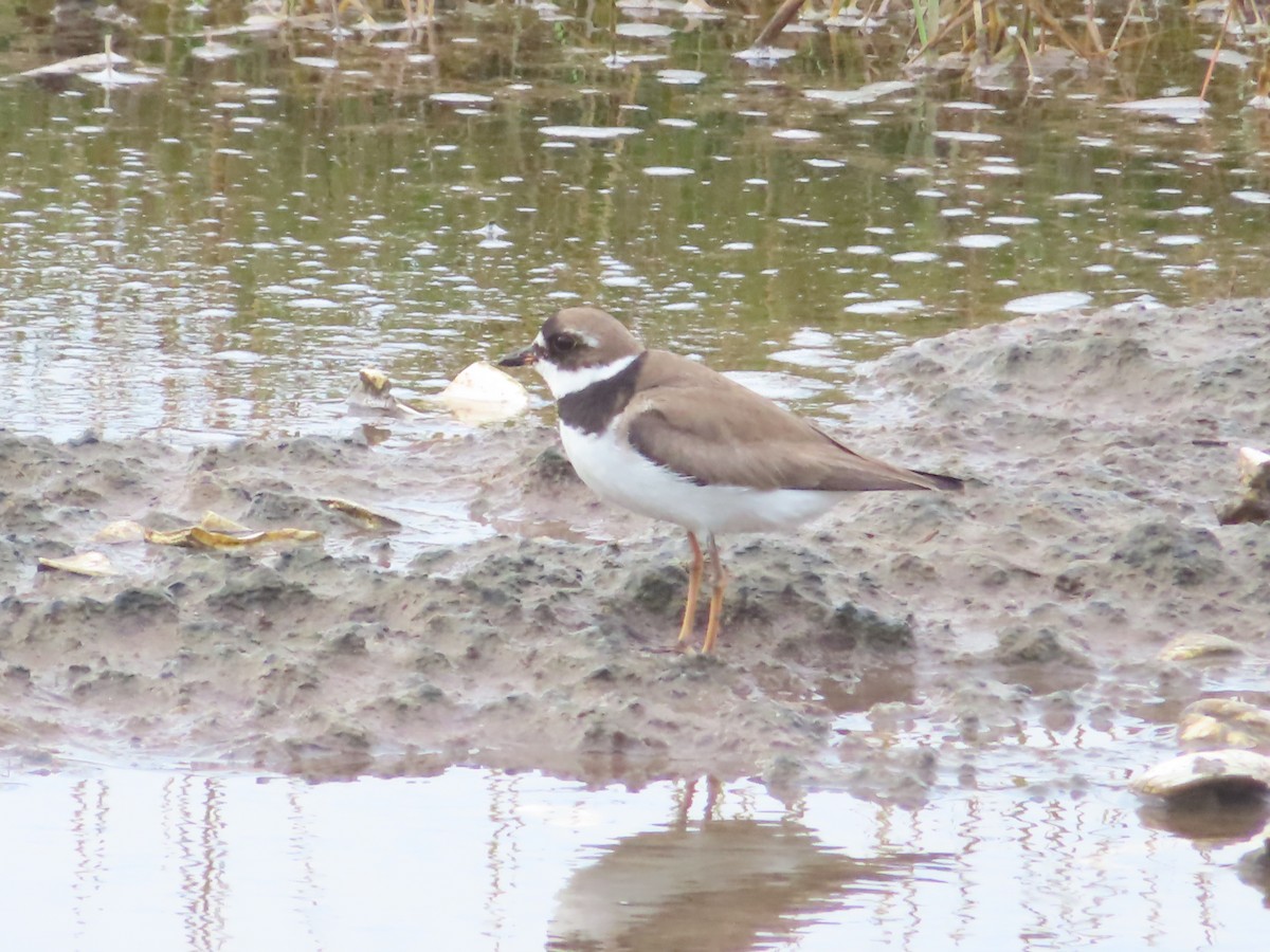 Semipalmated Plover - ML642952433