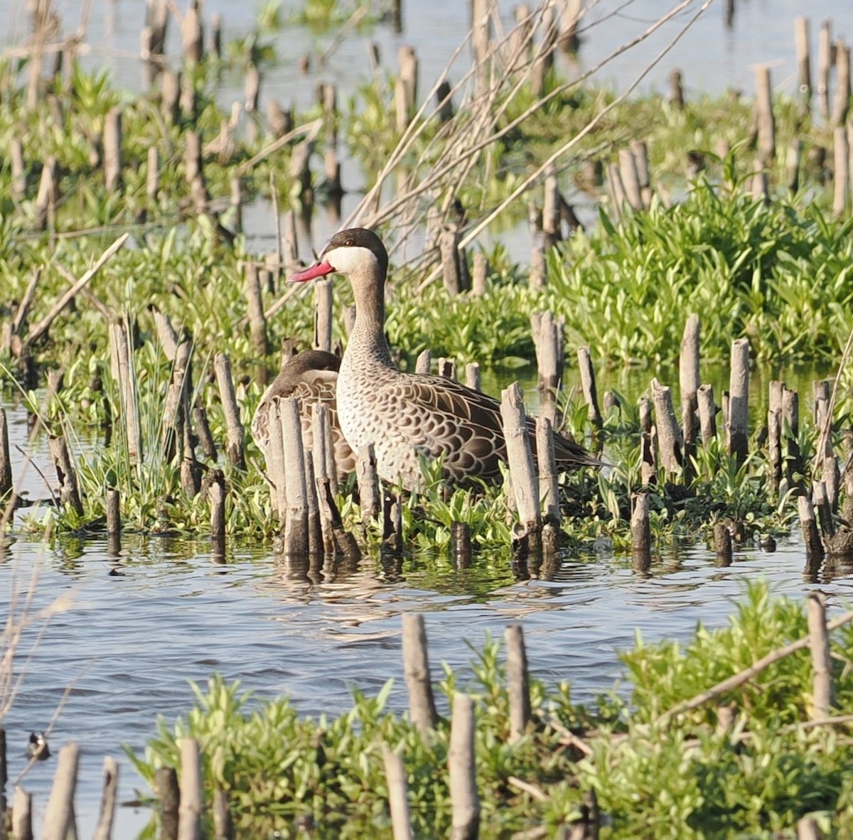 Red-billed Duck - ML642952435