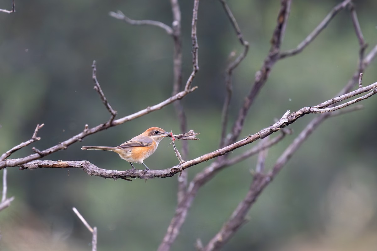 Bull-headed Shrike - ML642952468