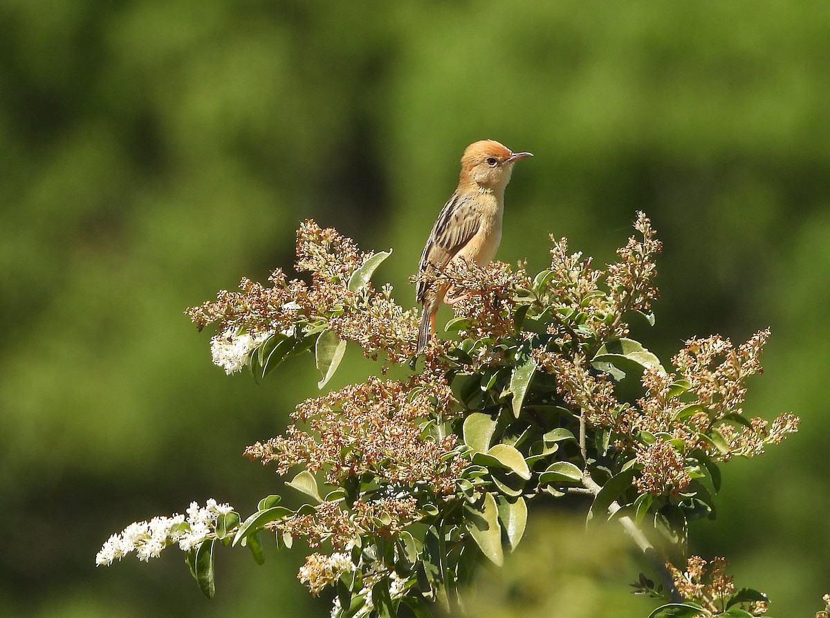 Golden-headed Cisticola - ML642952472