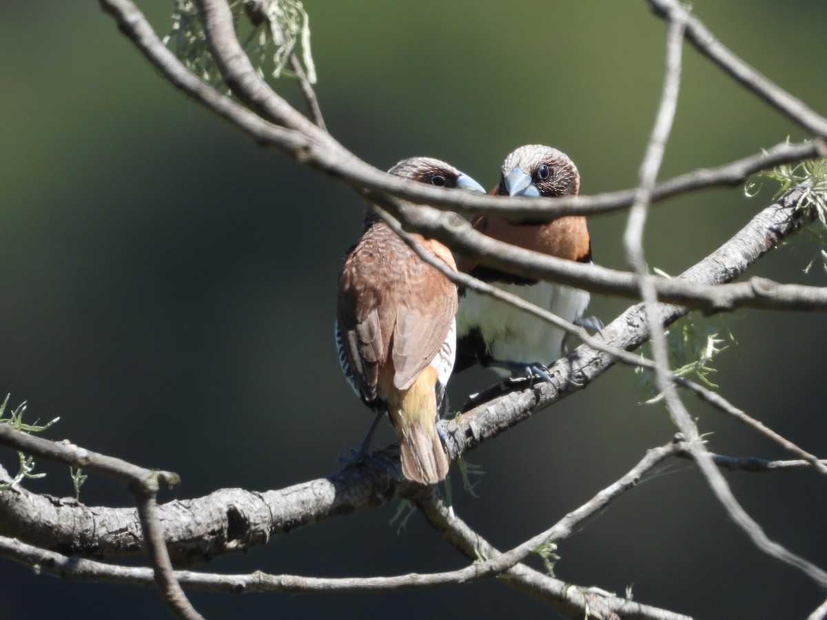 Chestnut-breasted Munia - ML642952473