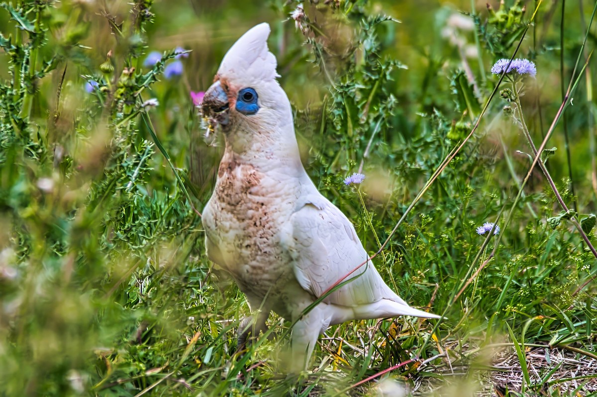 Little Corella - ML642952481