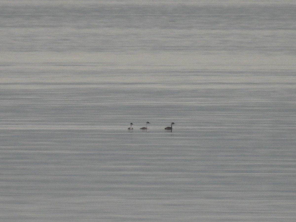 Western Grebe - ML642952486