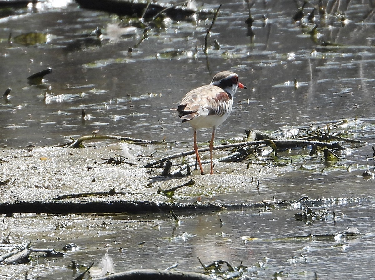 Black-fronted Dotterel - ML642952493