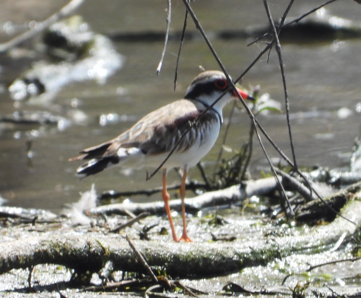 Black-fronted Dotterel - ML642952494
