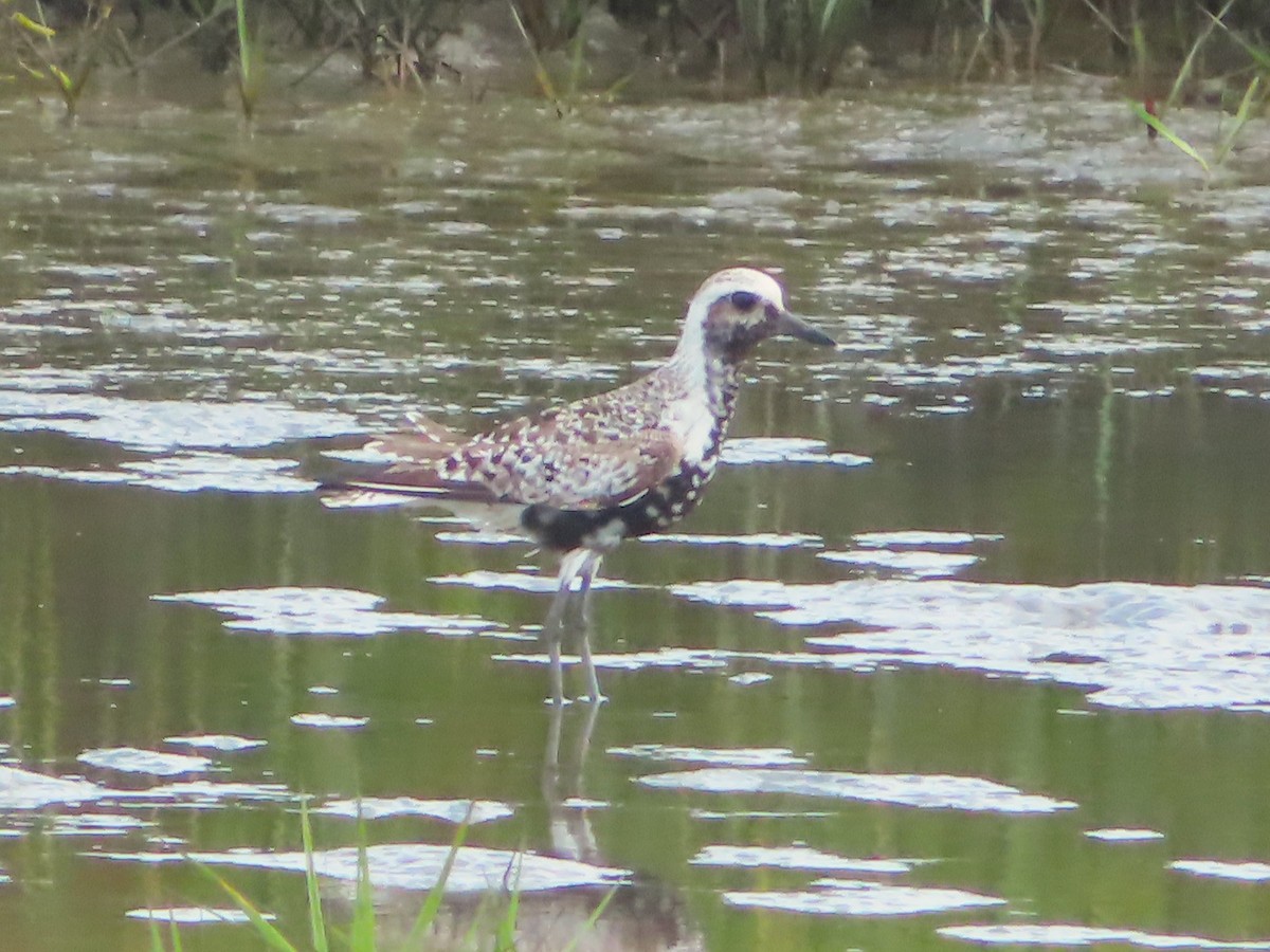 Black-bellied Plover - ML642952510