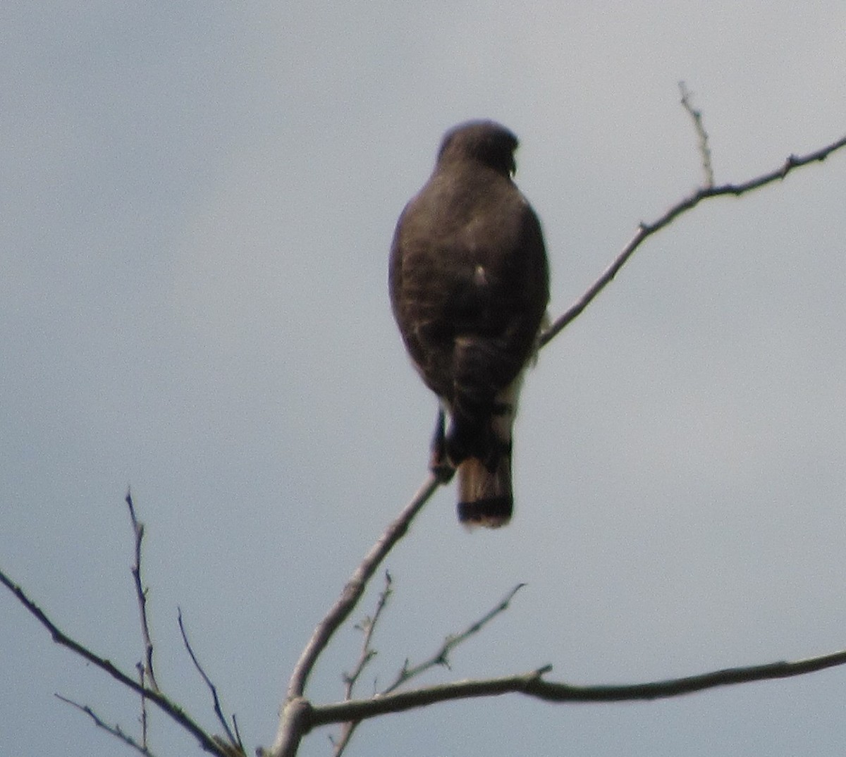 Roadside Hawk - ML642952511