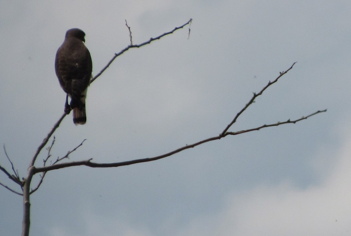 Roadside Hawk - ML642952513