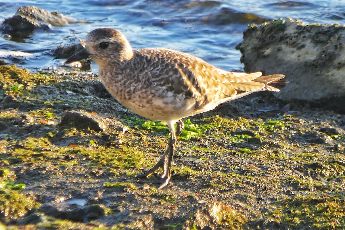 Black-bellied Plover - ML642952517