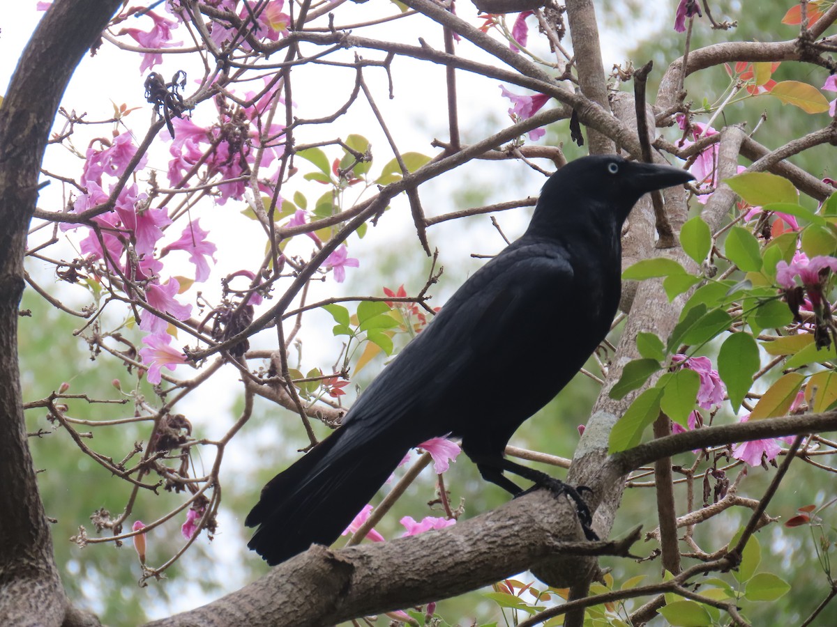 Torresian Crow - ML642952519