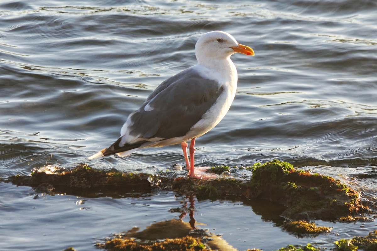 Western Gull - ML642952521