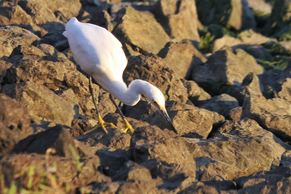 Snowy Egret - ML642952522