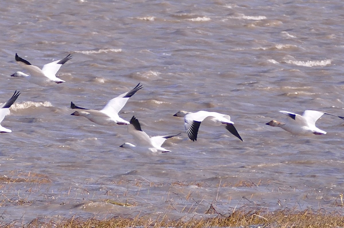 Snow Goose - ML642952534