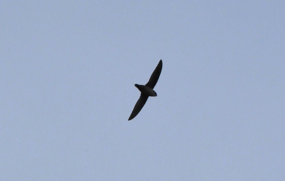 Vaux's Swift - ML642952535