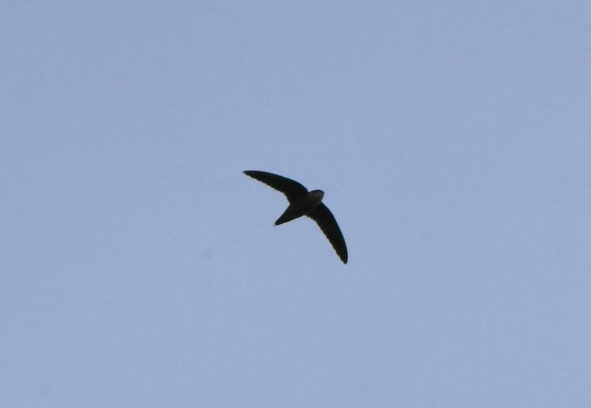 Vaux's Swift - ML642952542