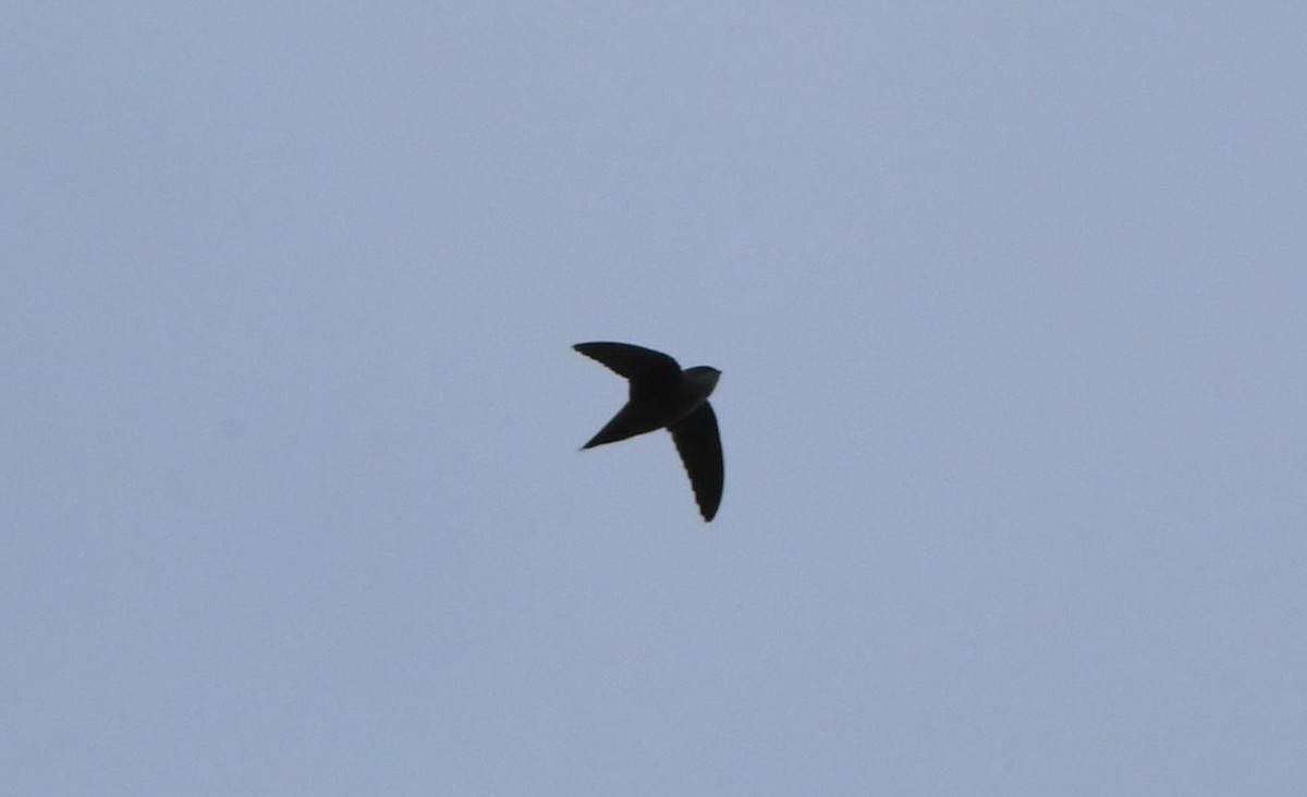 Vaux's Swift - ML642952549