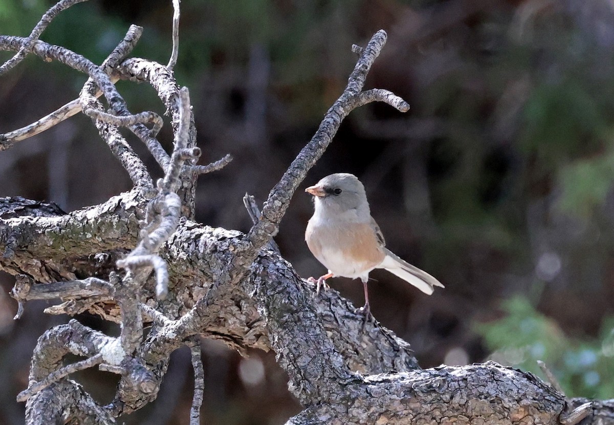 Dark-eyed Junco (Pink-sided) - ML642952551