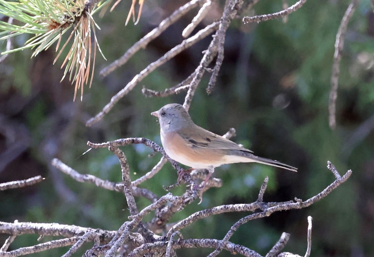 Dark-eyed Junco (Pink-sided) - ML642952554