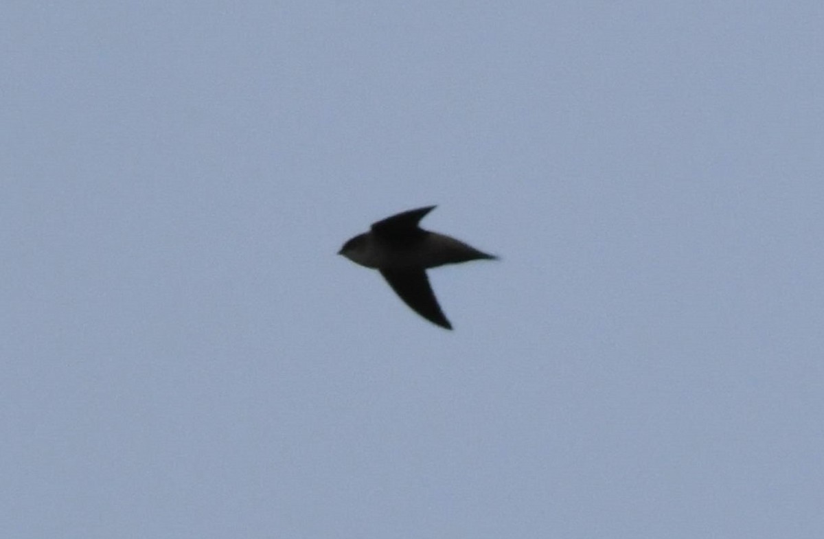 Vaux's Swift - ML642952555