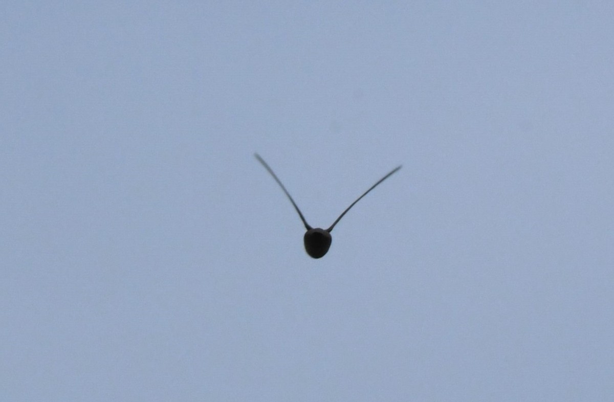 Vaux's Swift - ML642952558